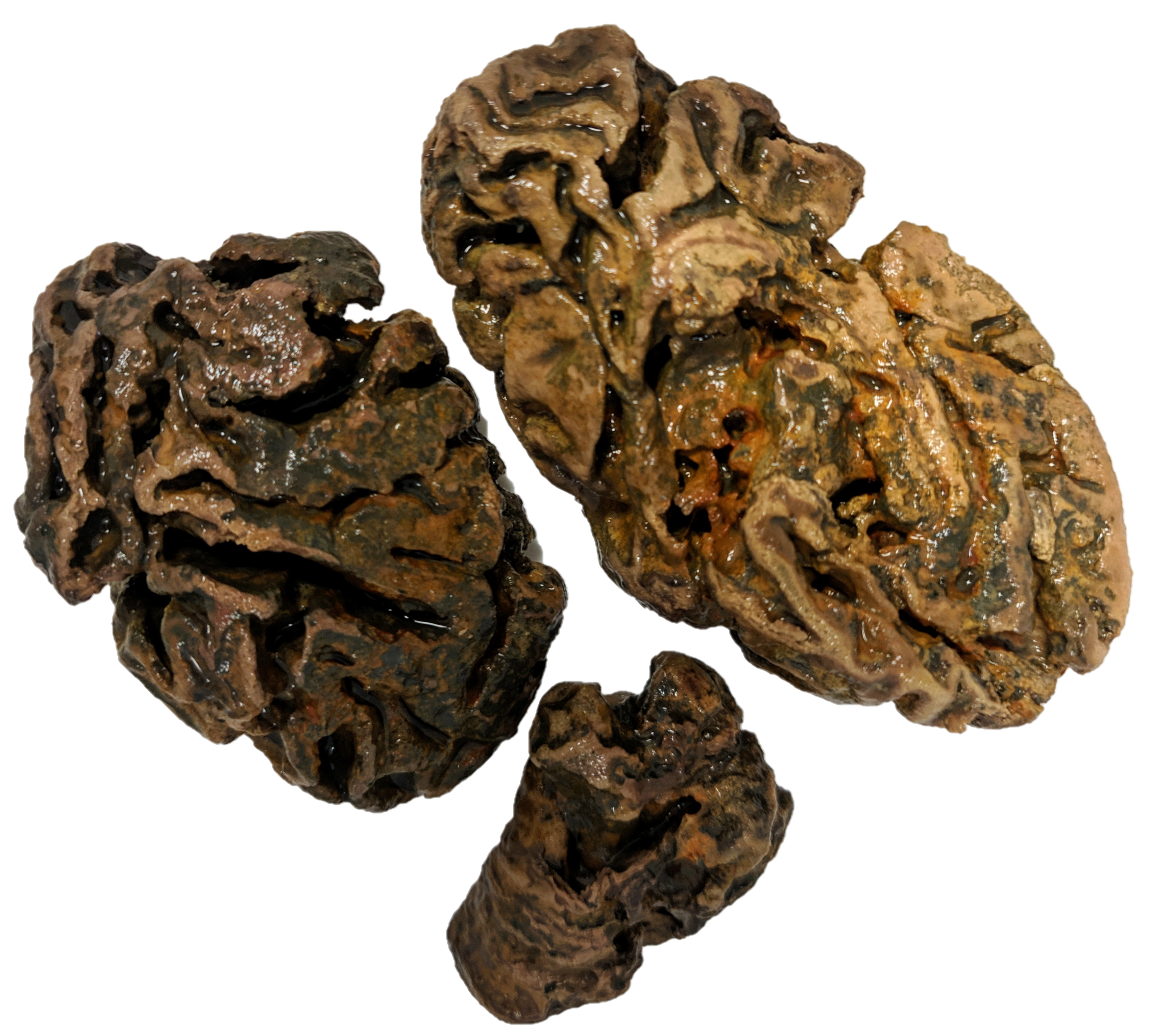fragments of preserved brain tissue on a white background fragments of preserved brain tissue on a white background